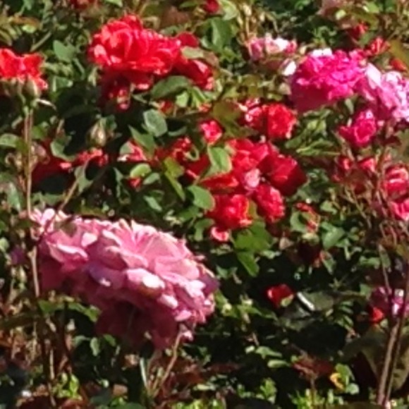 liroda